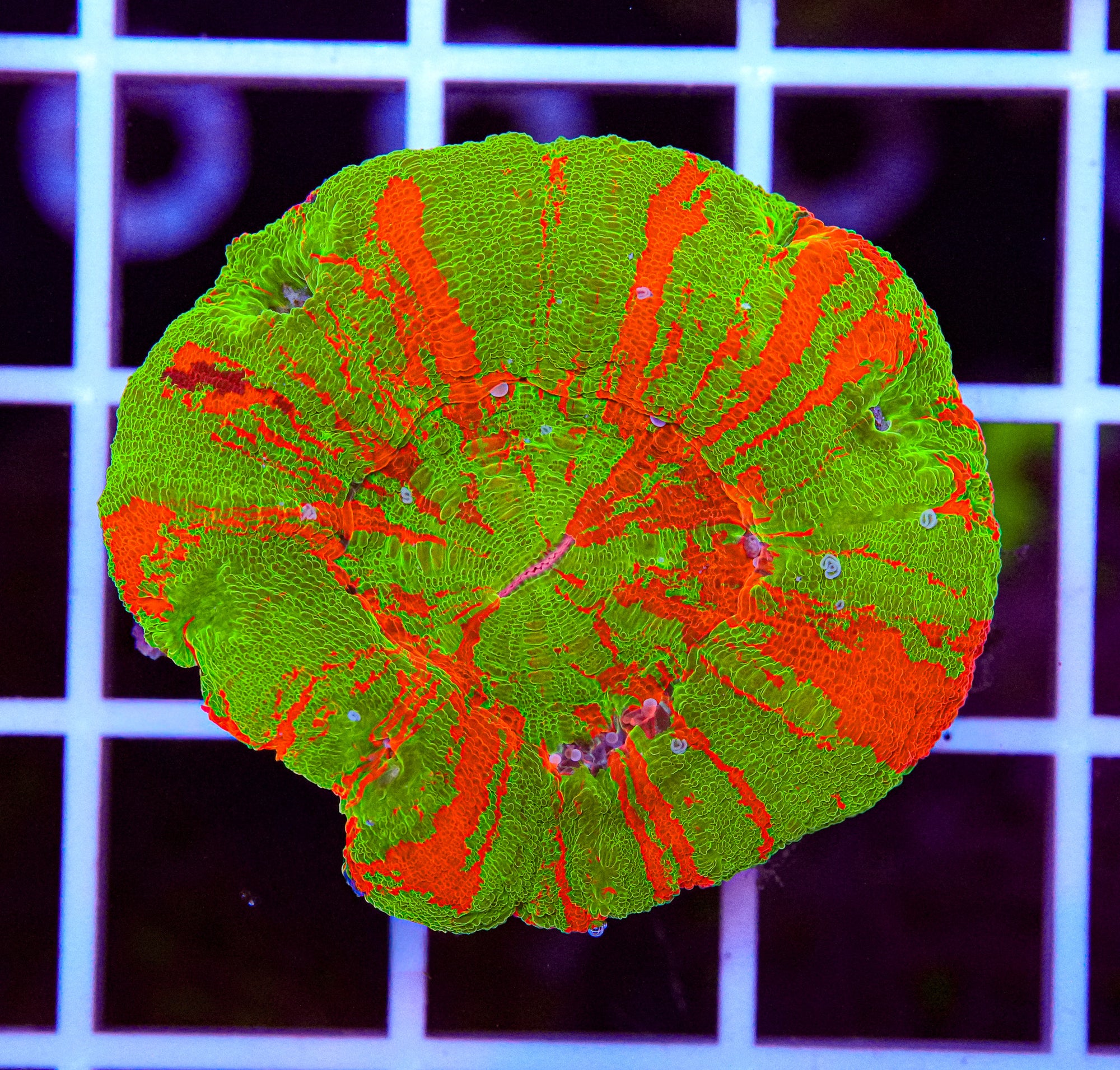 Bleeding Apple Scoly