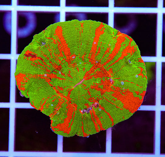 Bleeding Apple Scoly