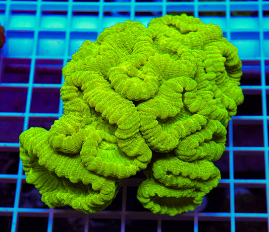 XXL Head Candy Cane Colony