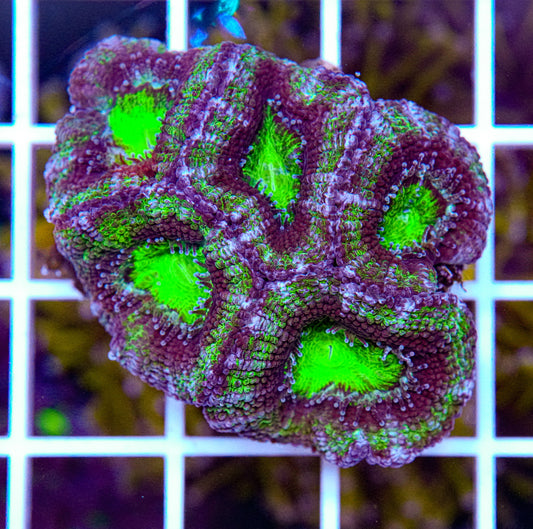 Acan Mini Colony