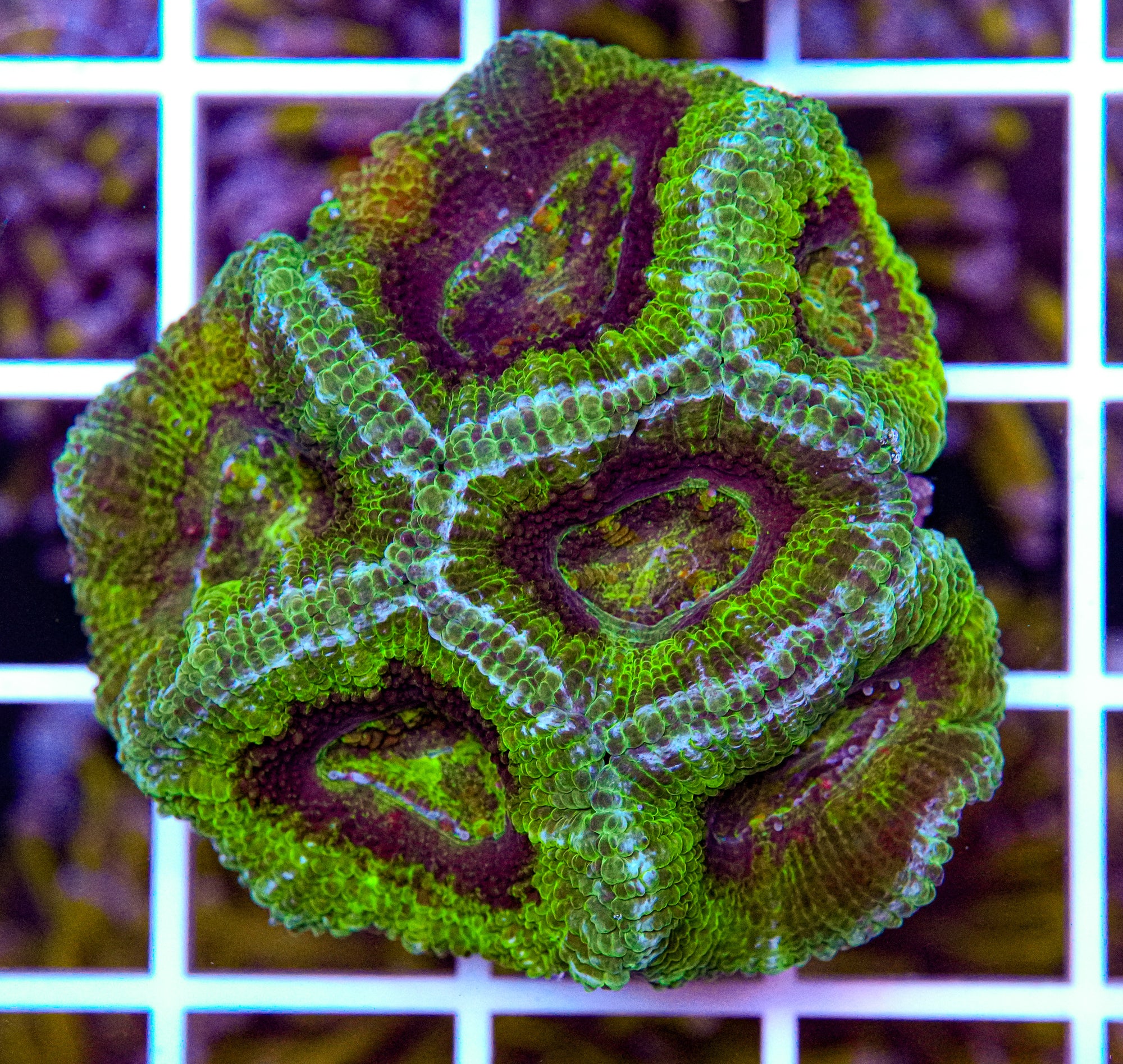 Acan Mini Colony