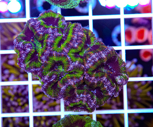 Acan Mini Colony