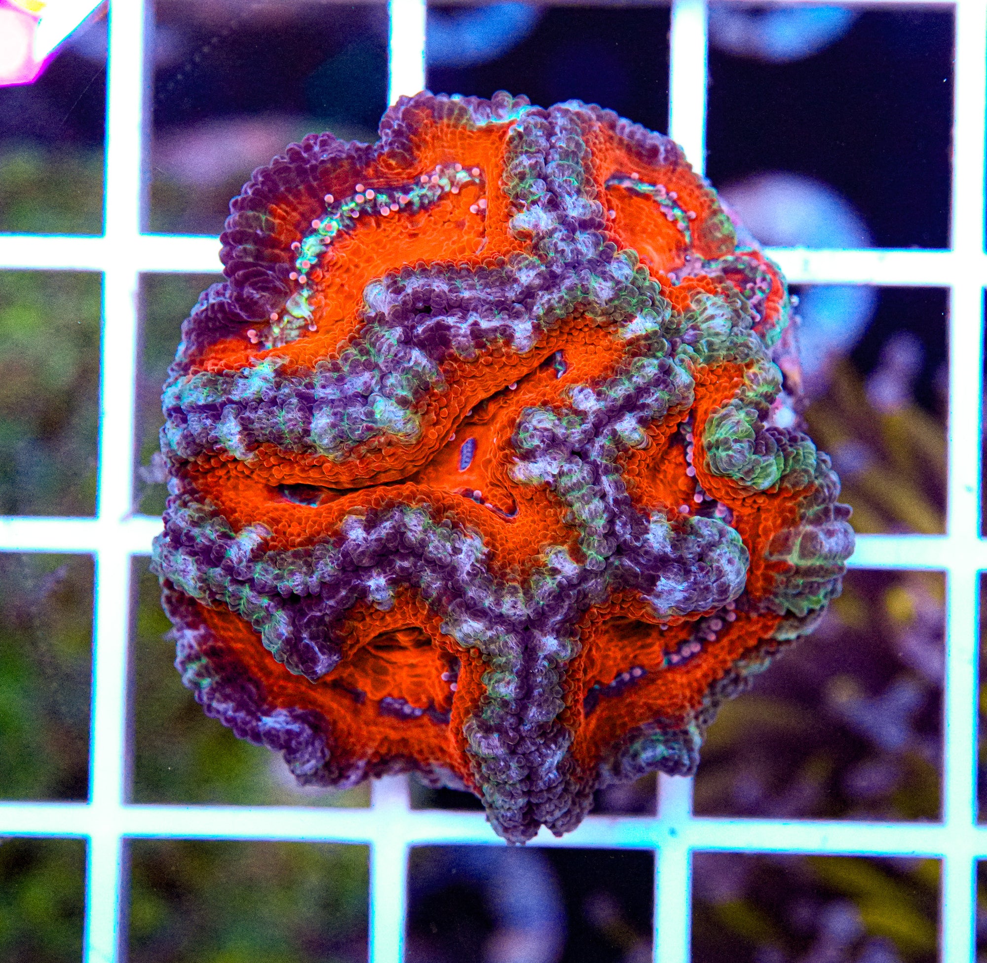 Acan Mini Colony