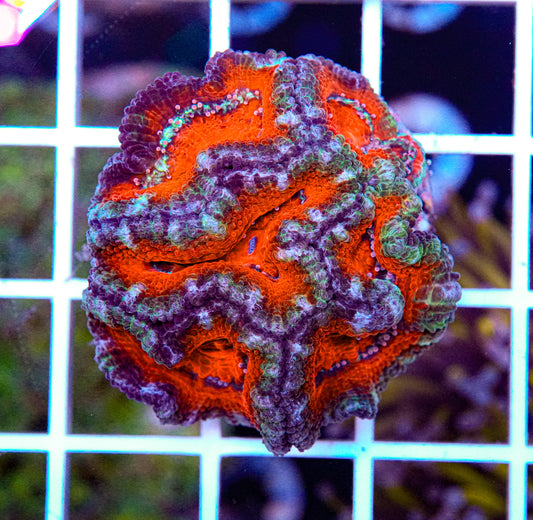 Acan Mini Colony