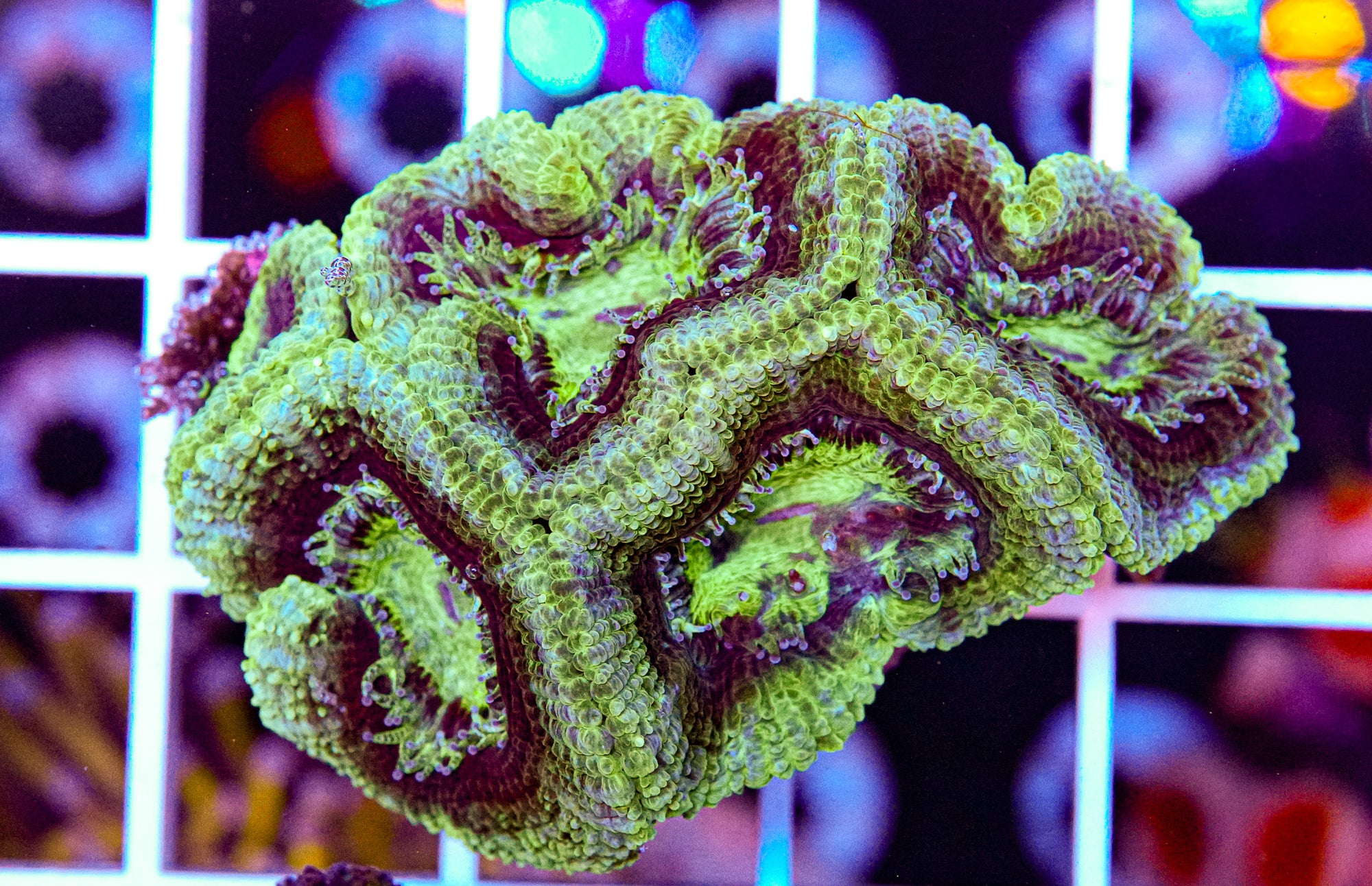 Acan Mini Colony