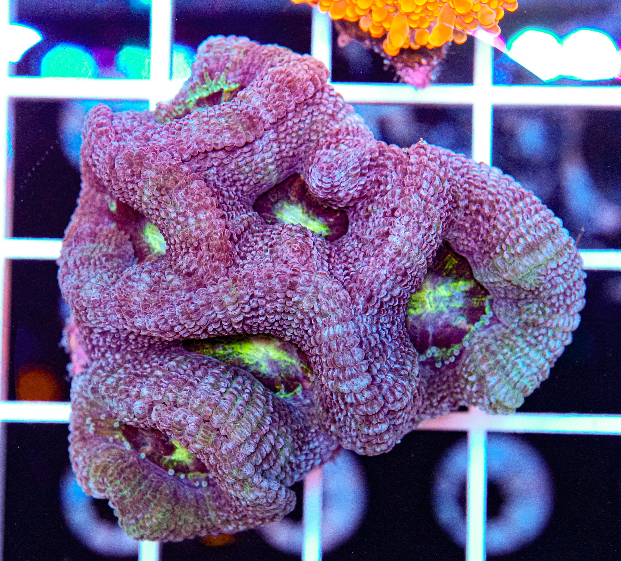 Acan Mini Colony