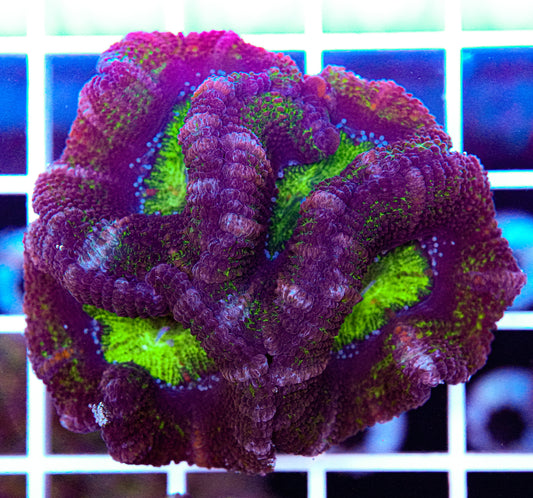 Acan Mini Colony
