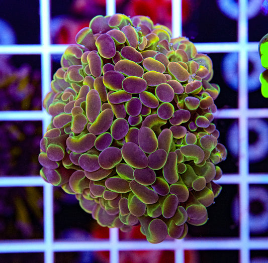 OG Hologram Hammer