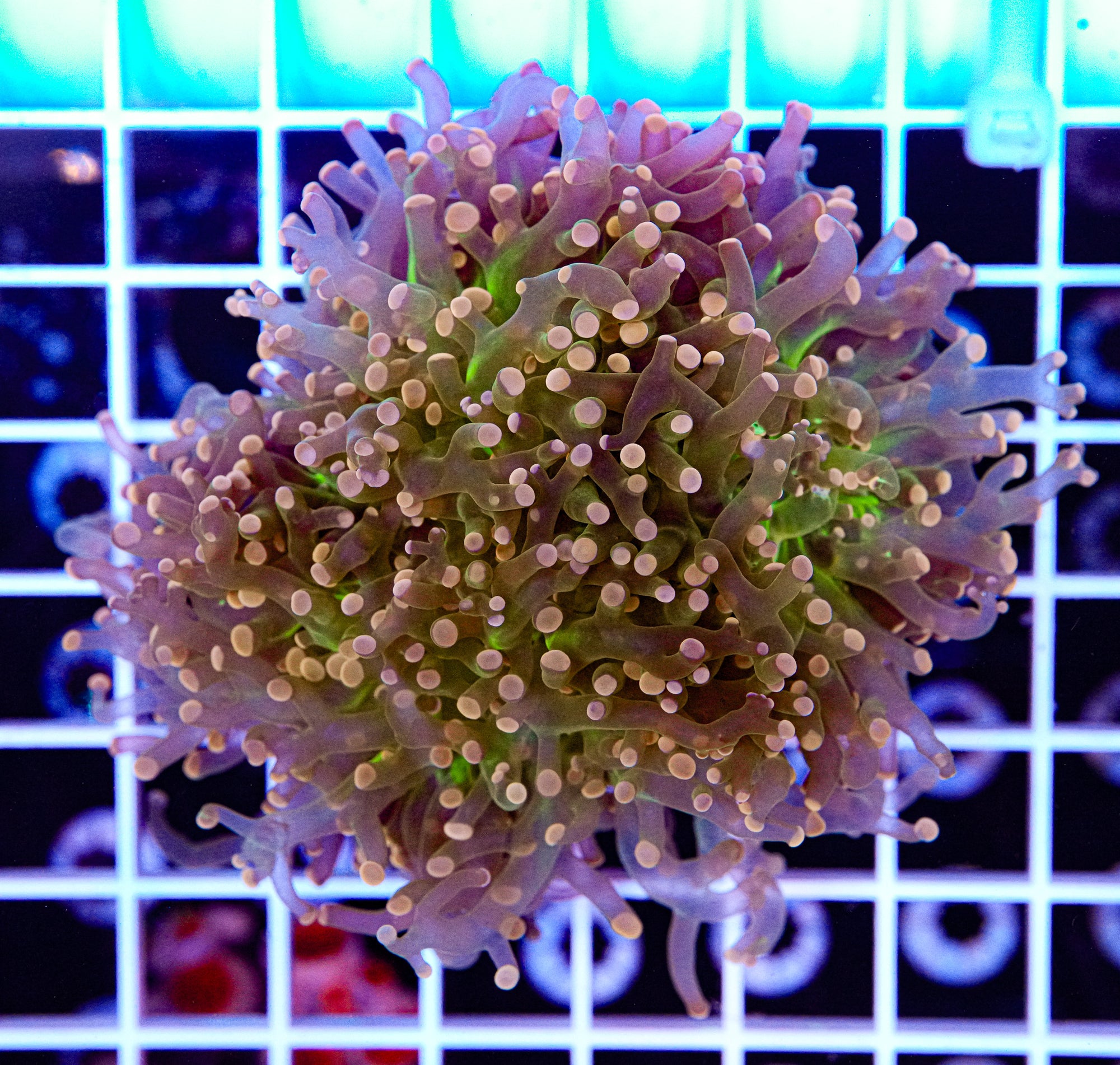 Octospawn