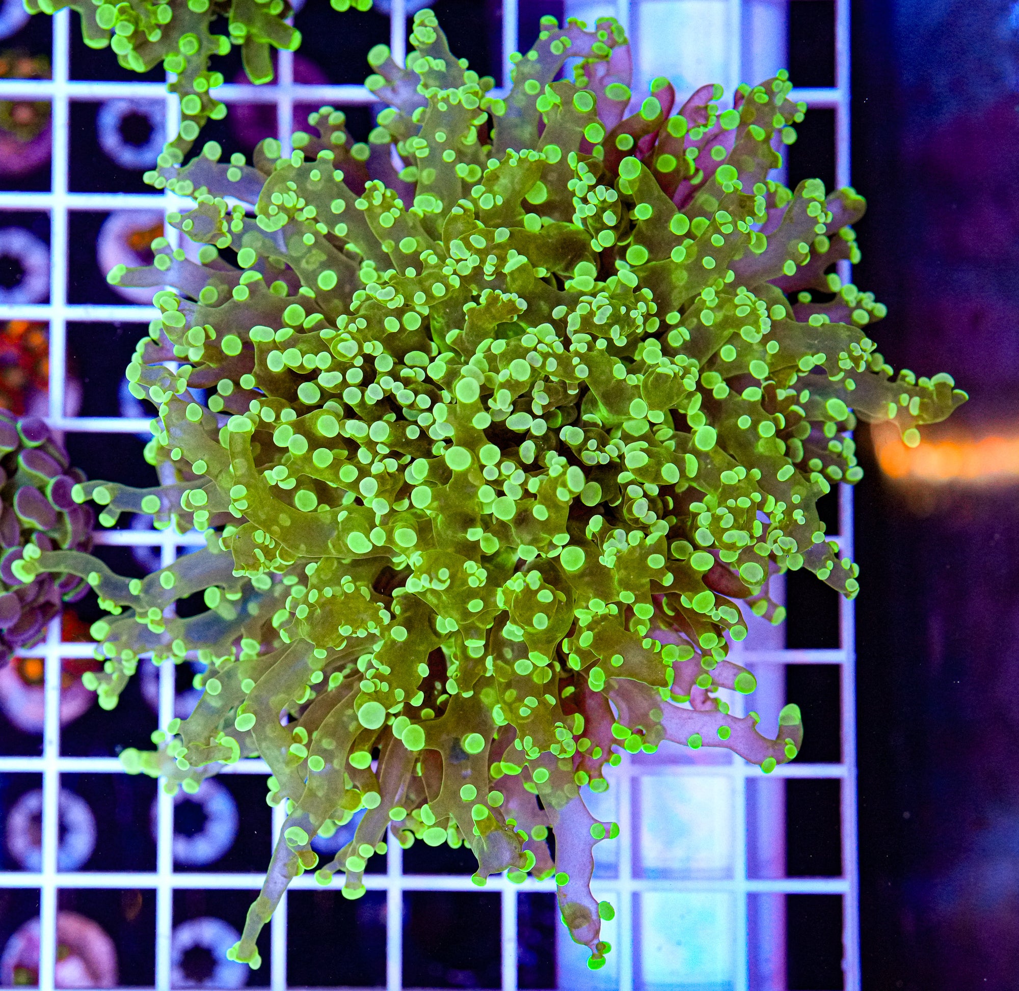 Toxic Octospawn