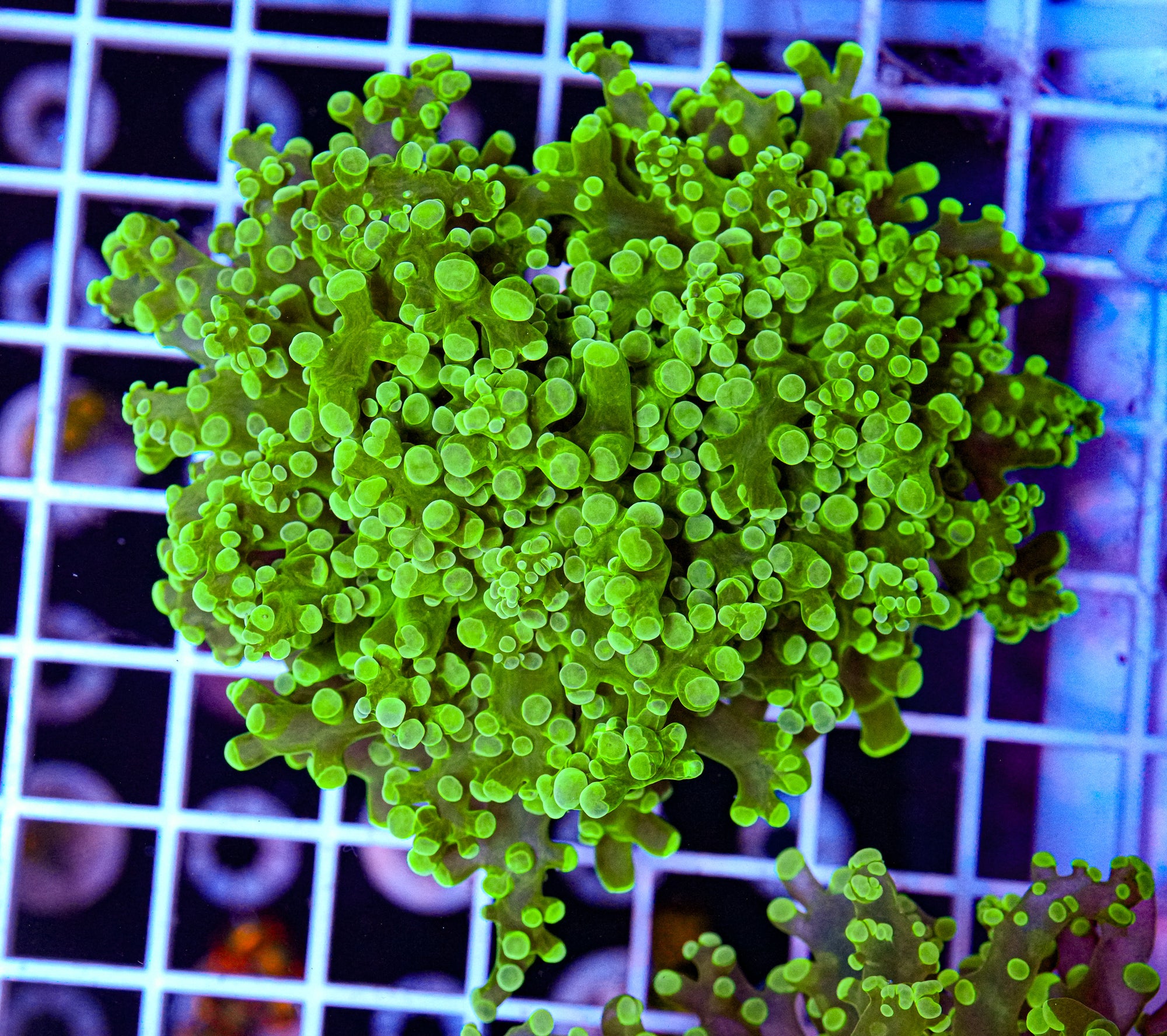 Toxic Octospawn
