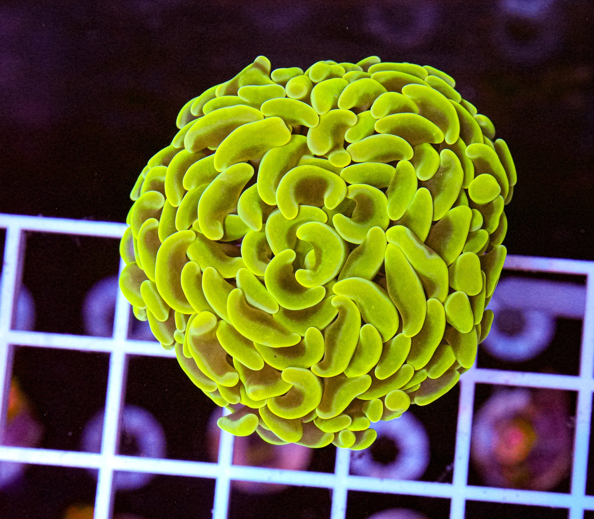 Yellow Branch Hammer