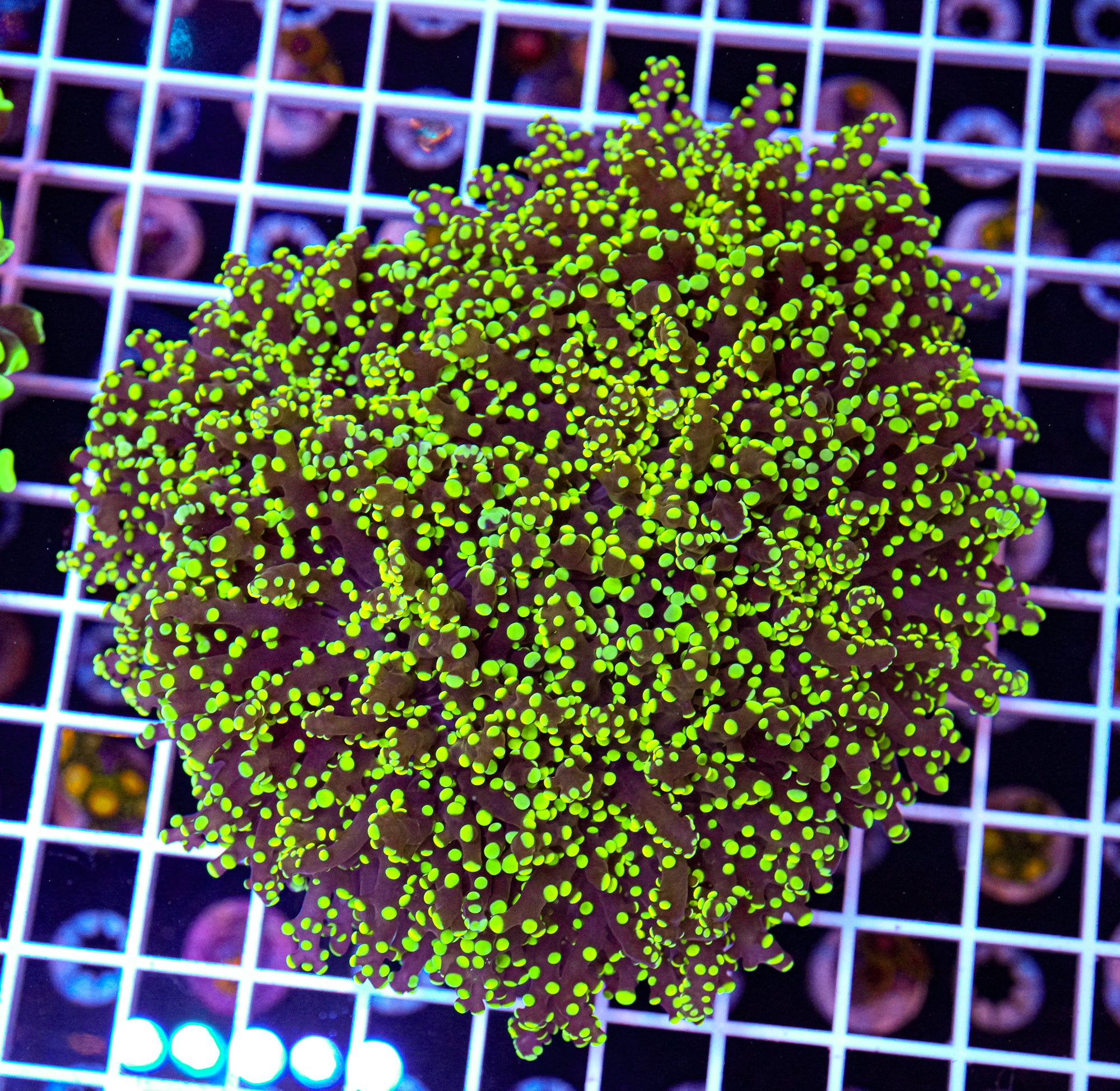 XL Yaya Frogspawn