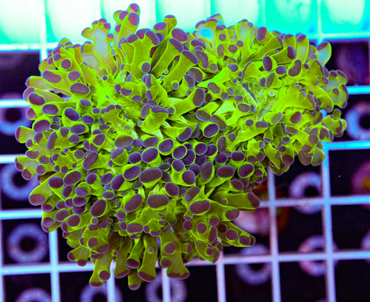 OG Green & Purple Frogspawn