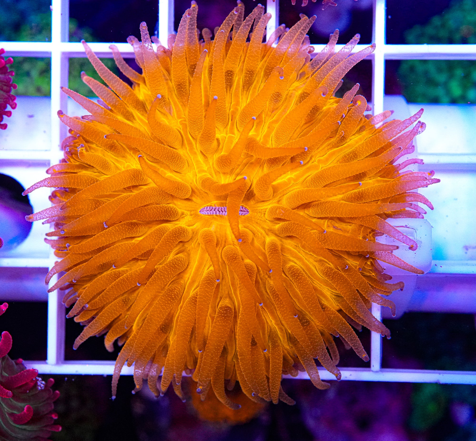 Blinding Fungia