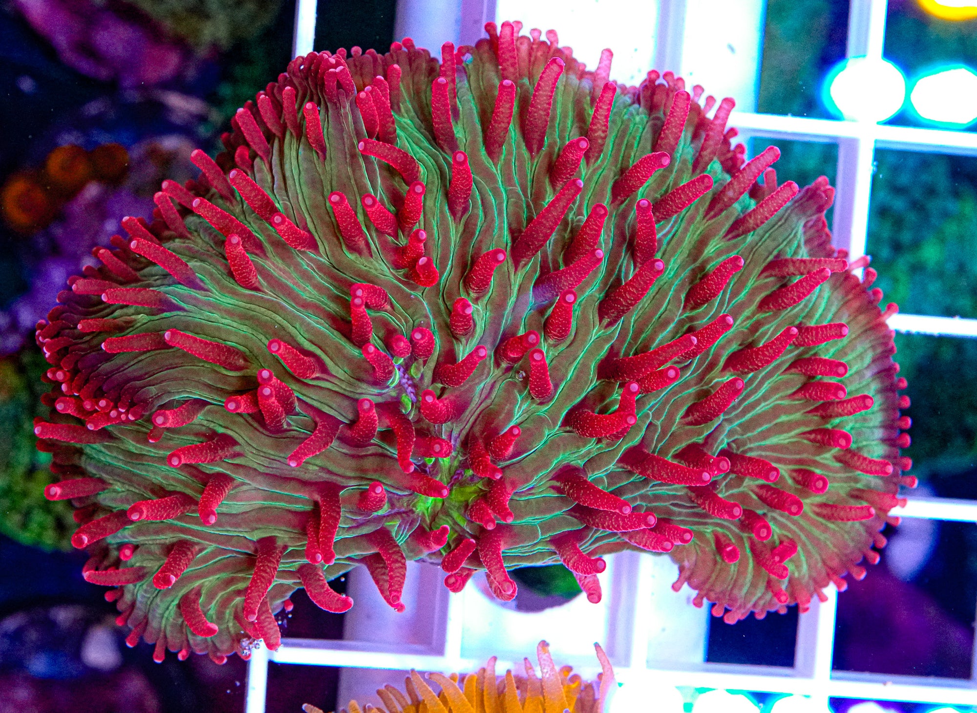 Christmas Fungia