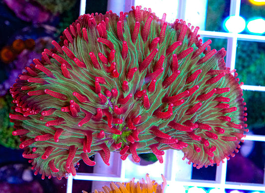 Christmas Fungia