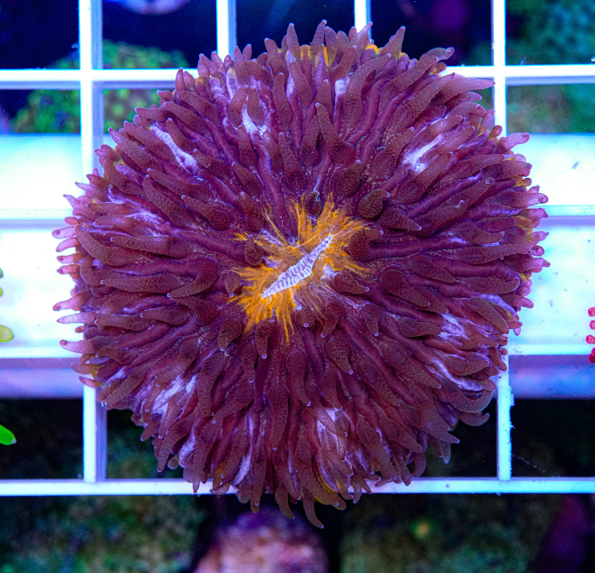 Orange & Purple Fungia