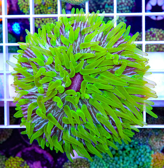 Psychy Fungia