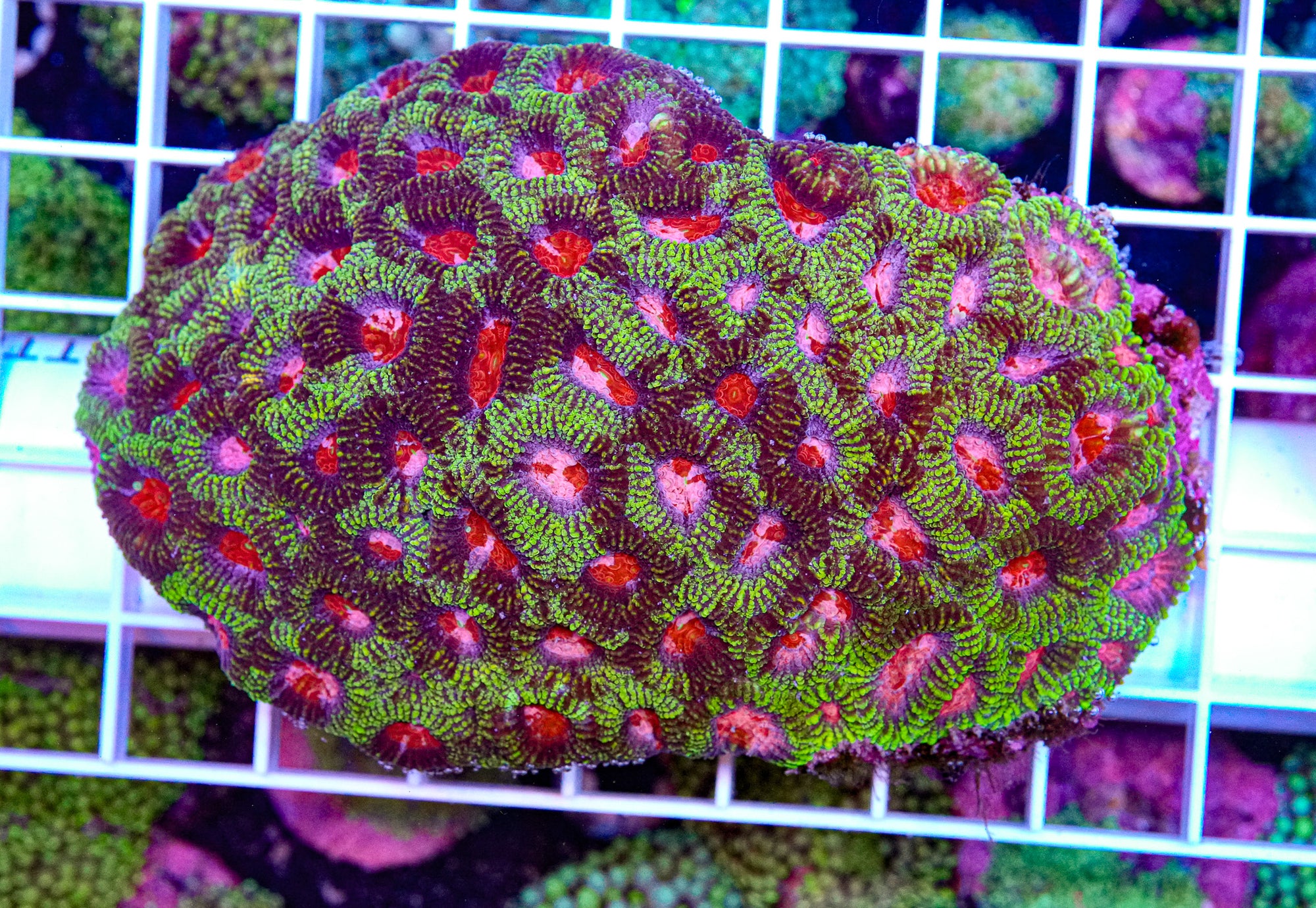 Ultra Favia Colony