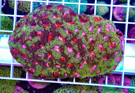 Ultra Favia Colony