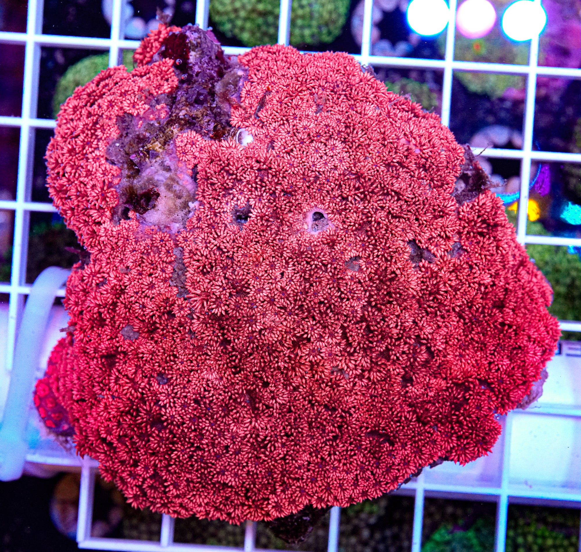 XXL Goniopora