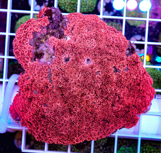 XXL Goniopora