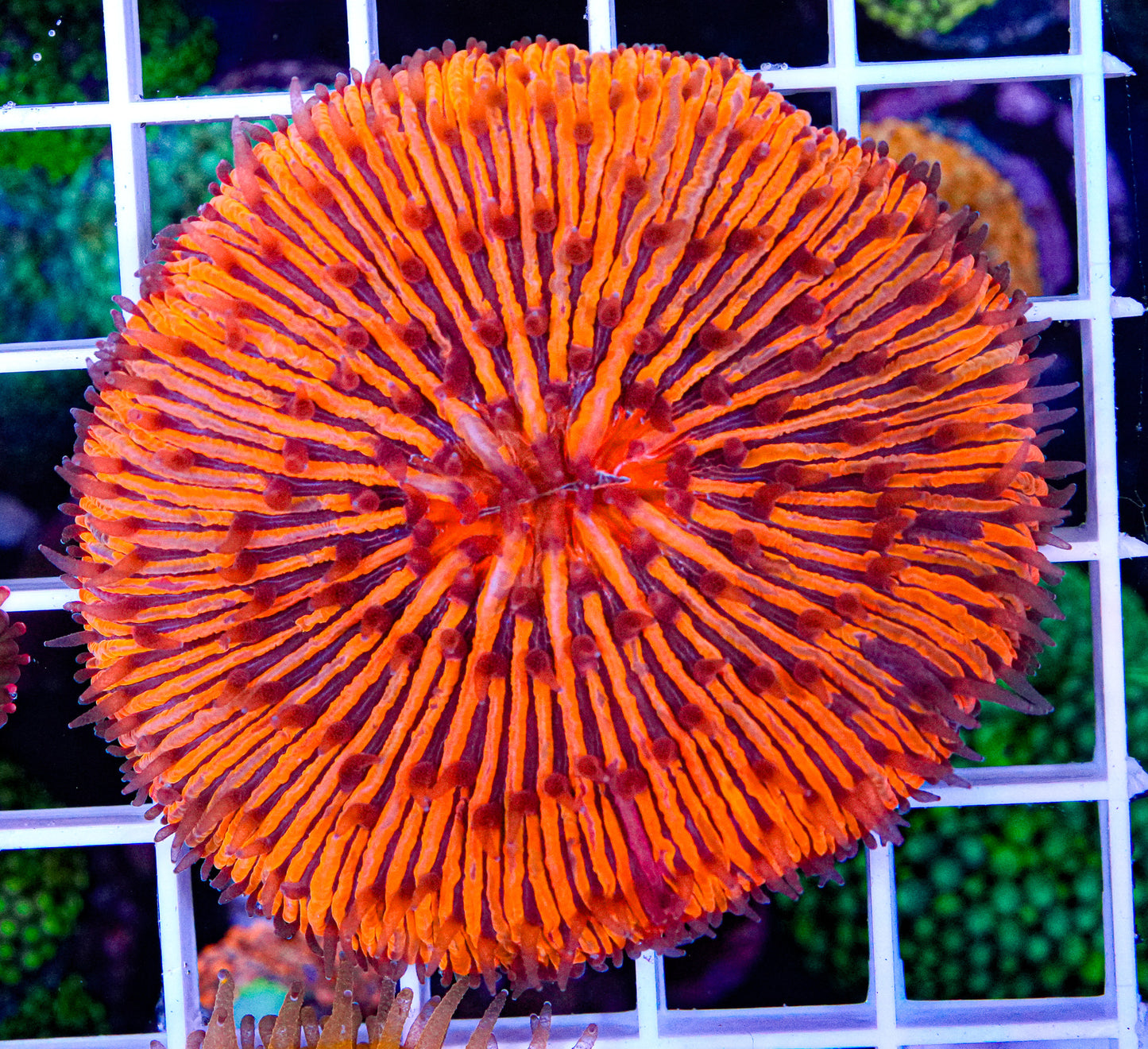 Ultra Fungia