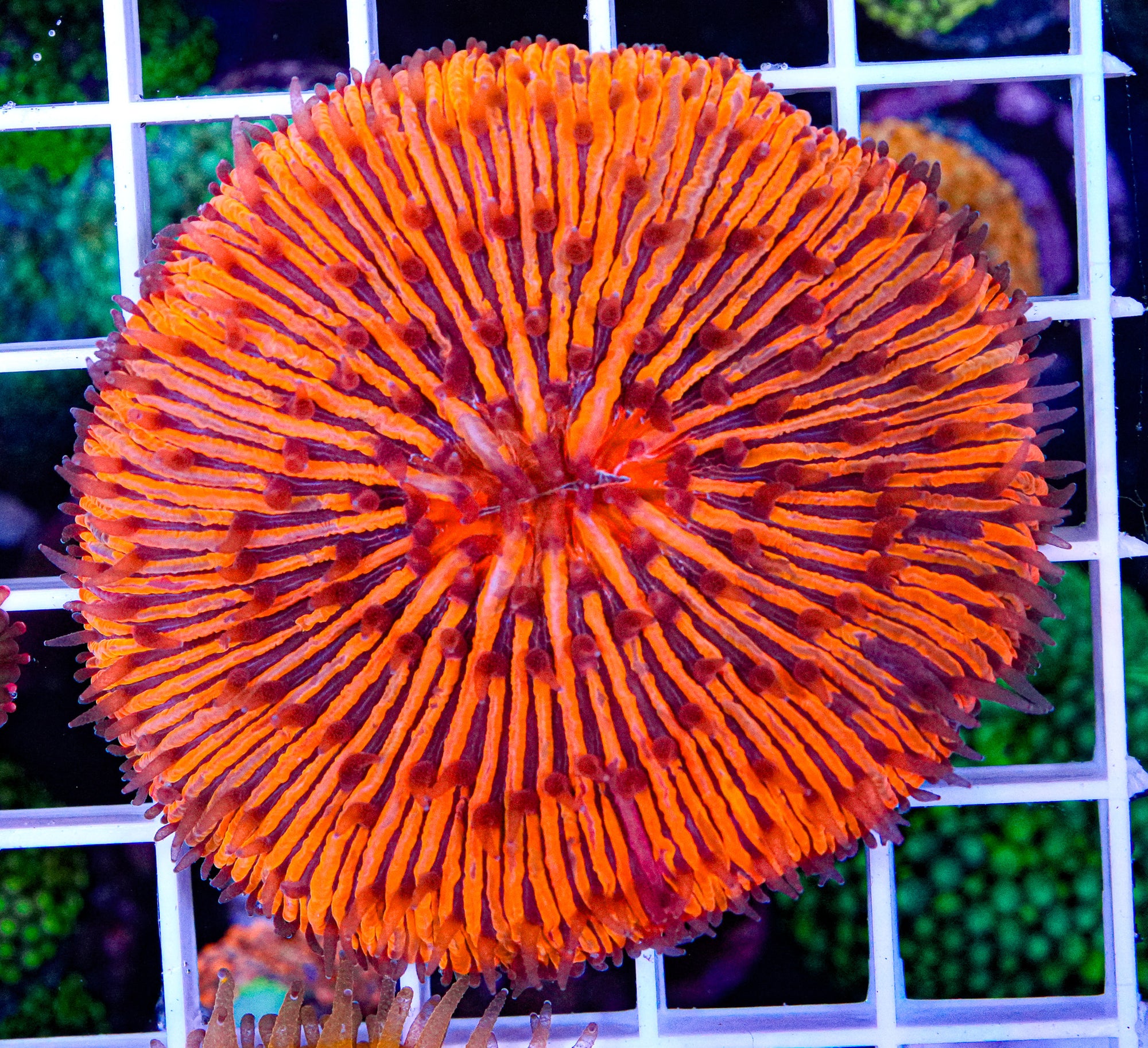 Ultra Fungia