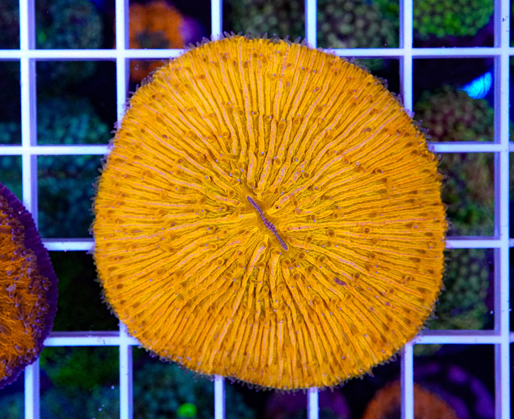 Ultra  Fungia
