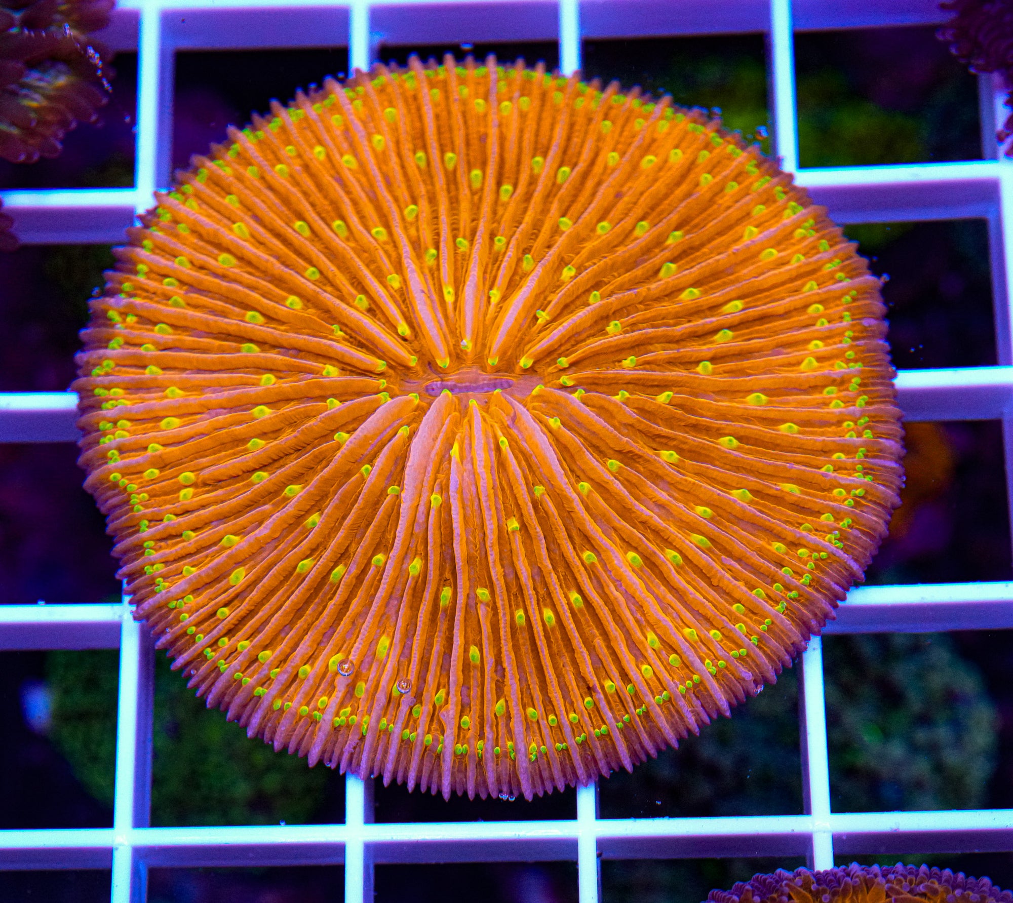Ultra  Fungia