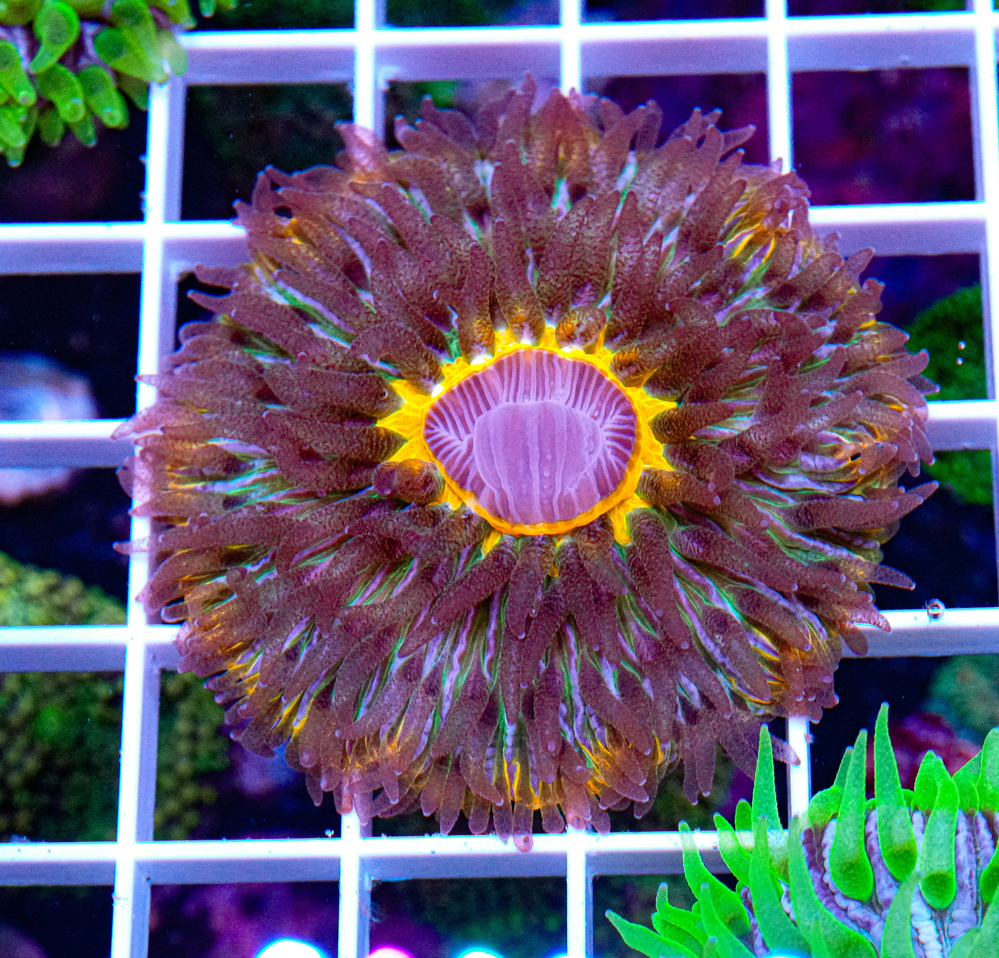 Purple & Orange Fungia