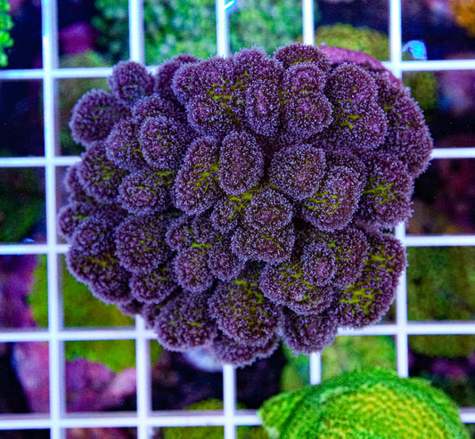 Poccilpora