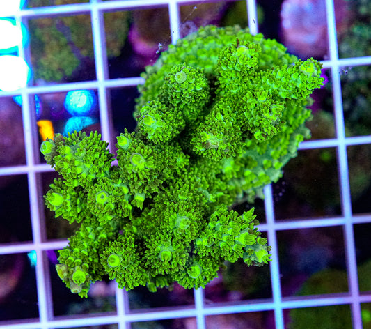 Hulk Acropora