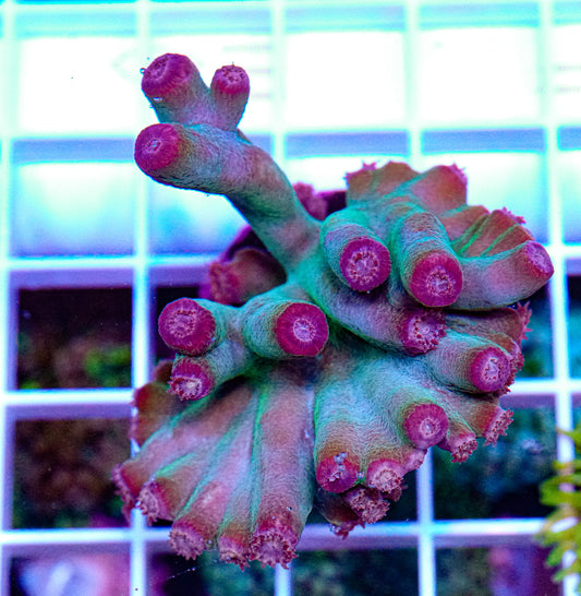 Hero Coral, Turbinaria heronensis