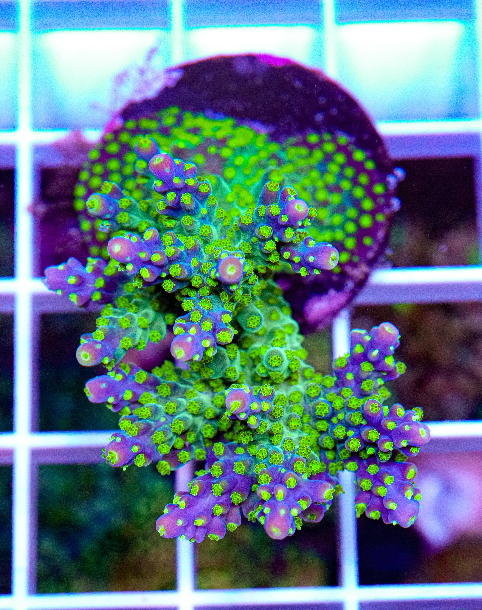 Tri-Color Acropora
