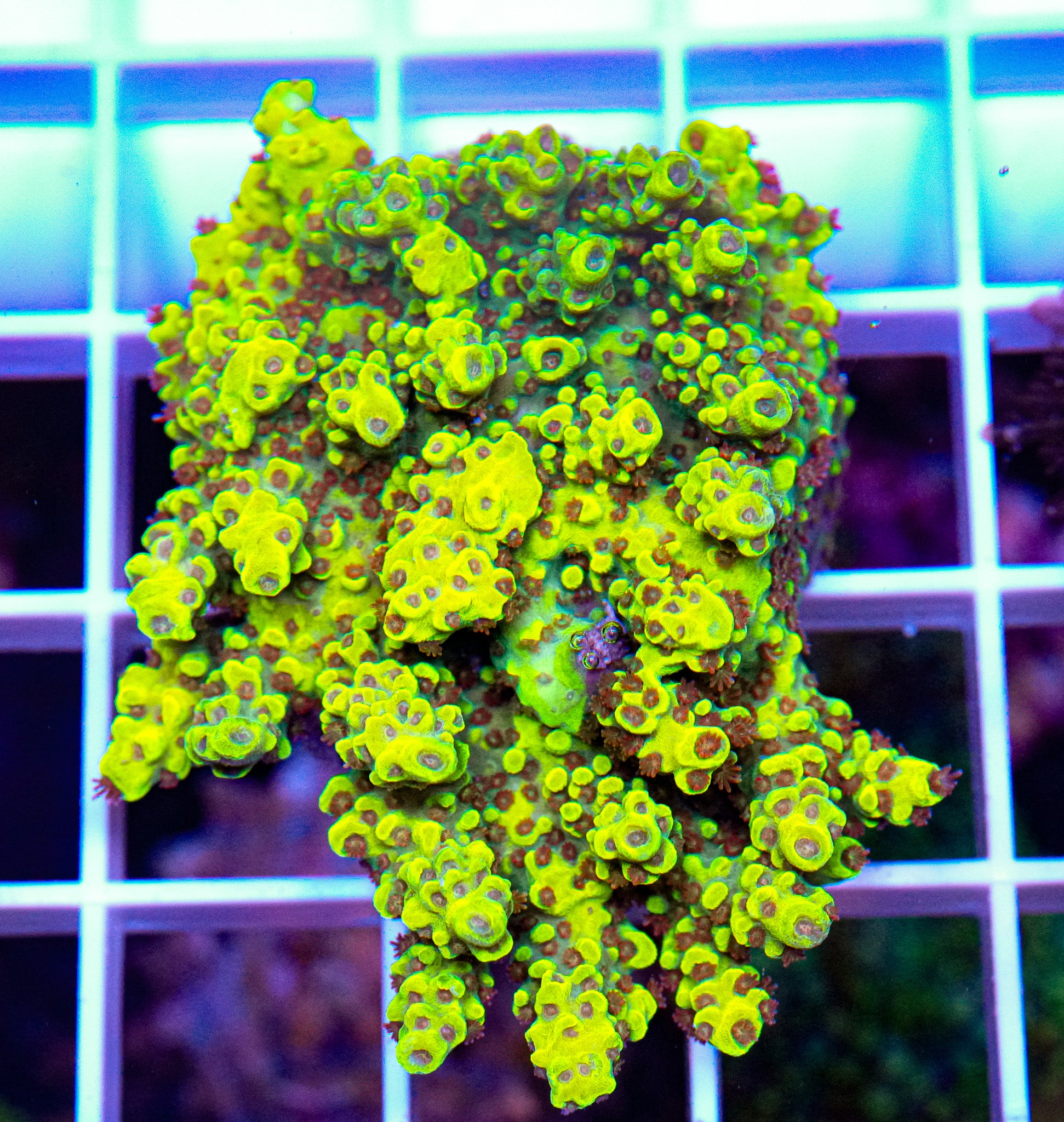 Pikachu-Like Acropora