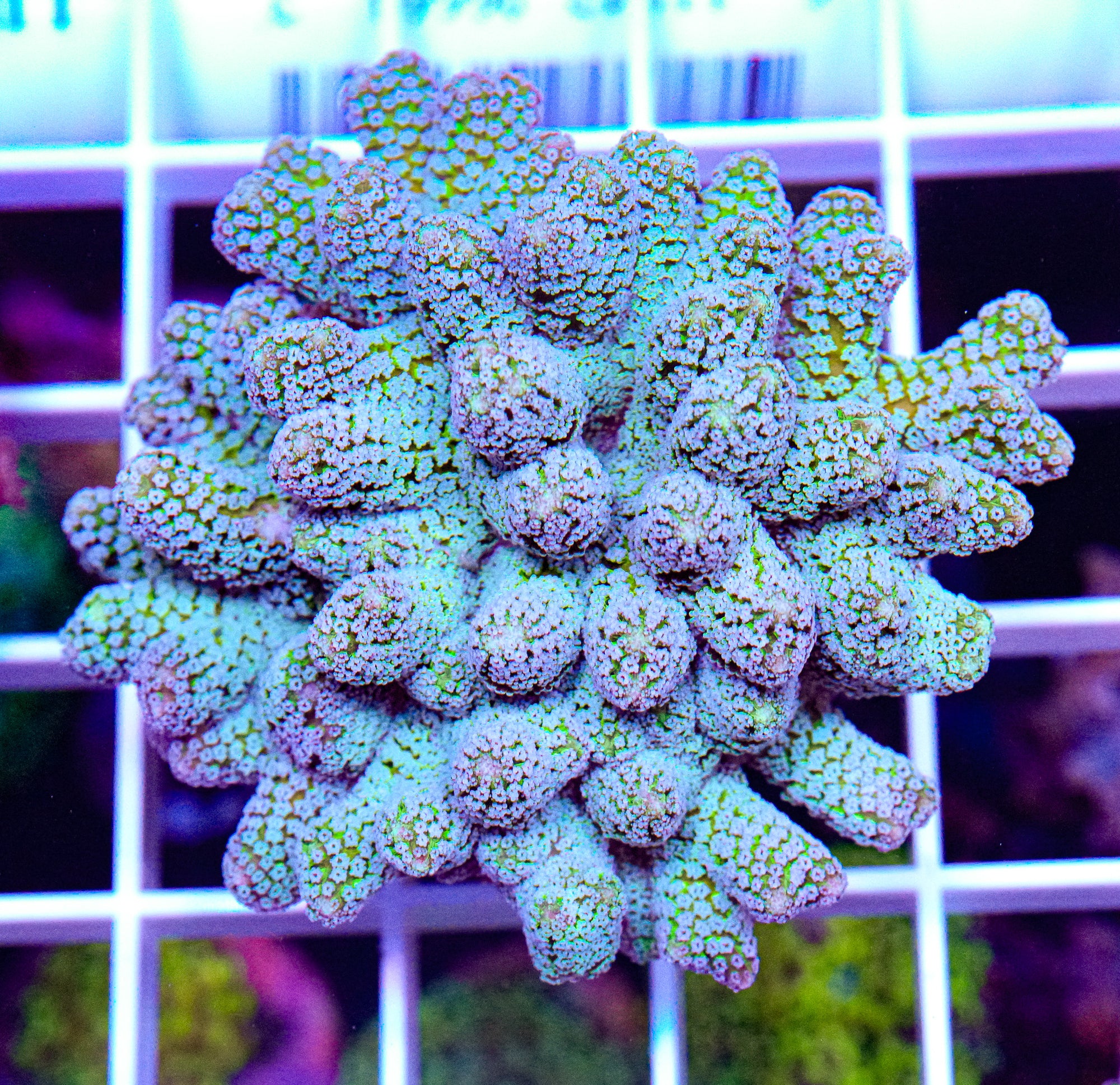Blue Zing Birdsnest