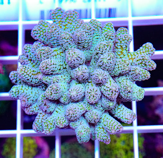 Blue Zing Birdsnest