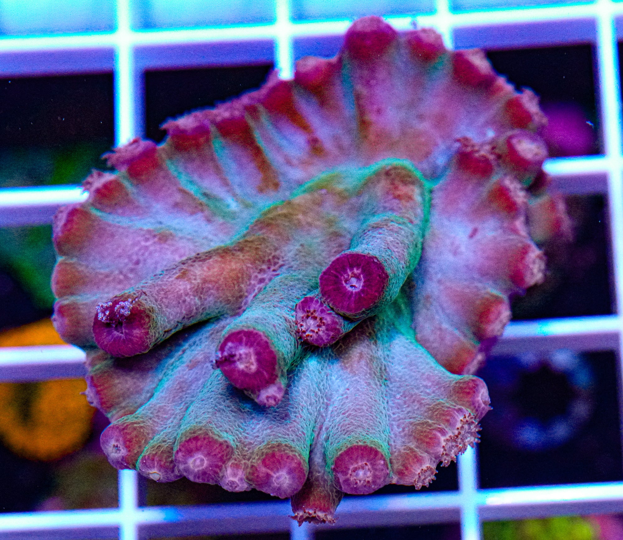 Hero Coral, Turbinaria heronensis