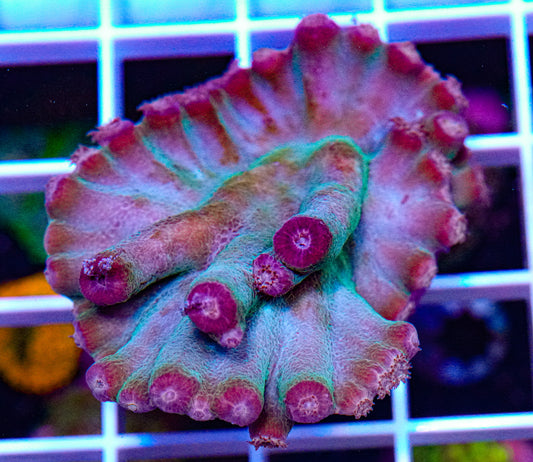 Hero Coral, Turbinaria heronensis
