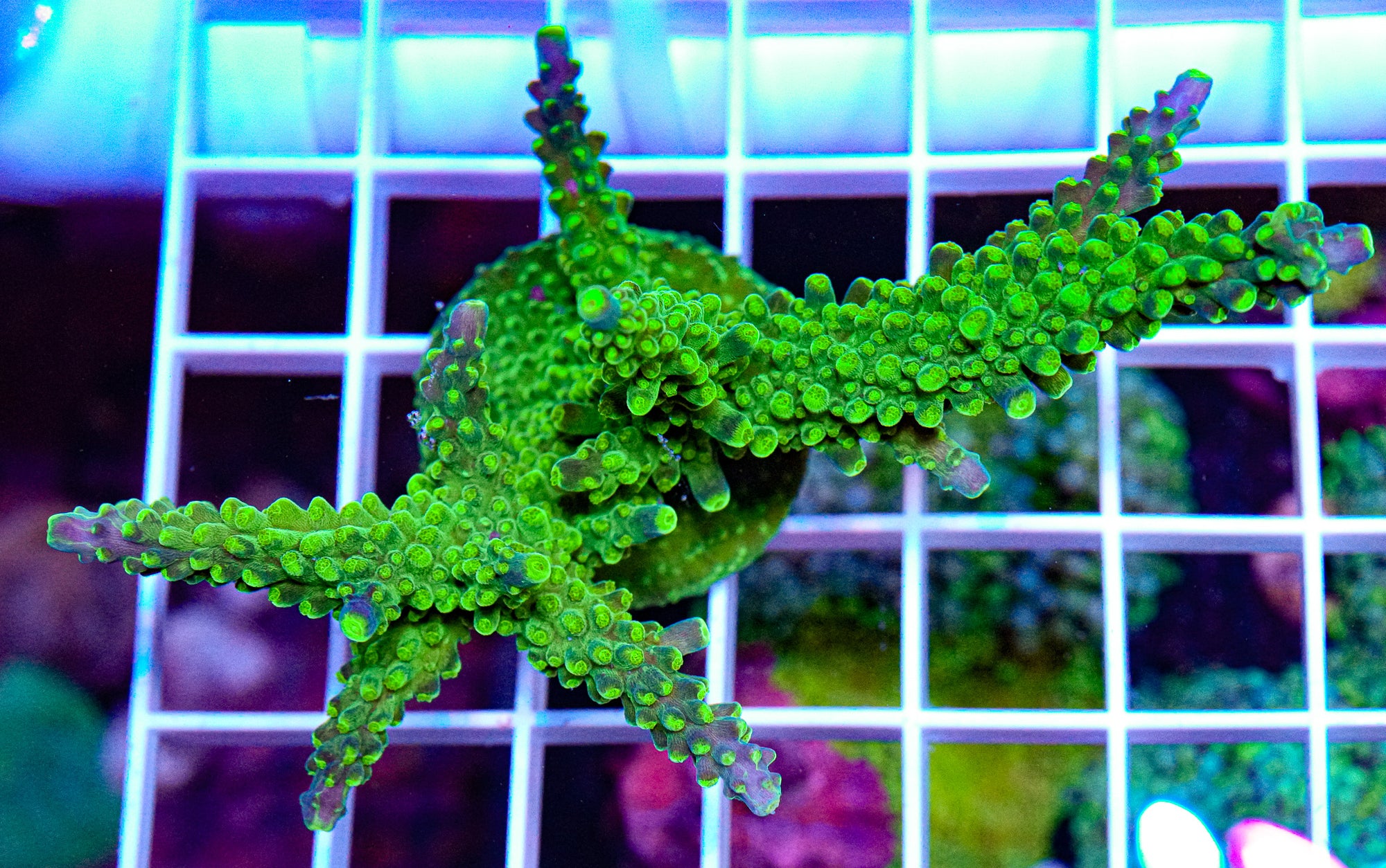 Aquamarine Stag Acropora