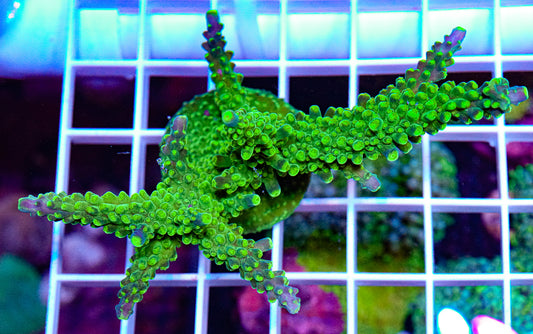 Aquamarine Stag Acropora