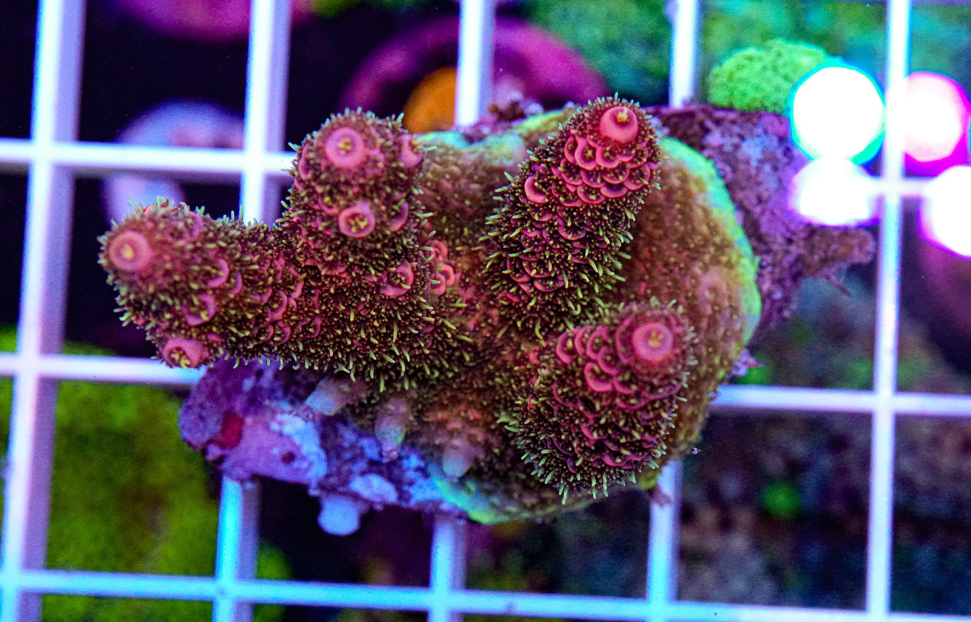 Ultra Millipora