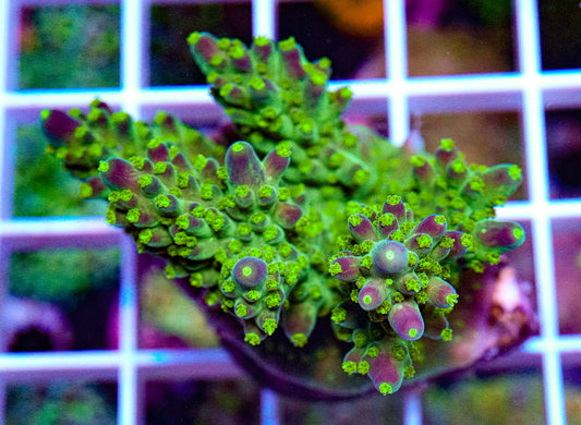 Purple Tip Acropora
