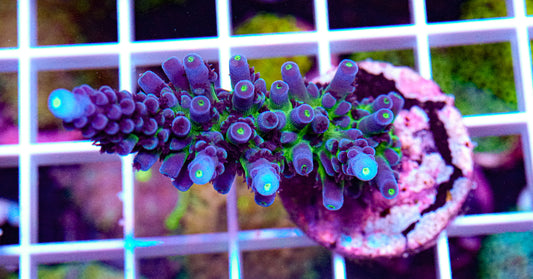 Cali Tort Acropora