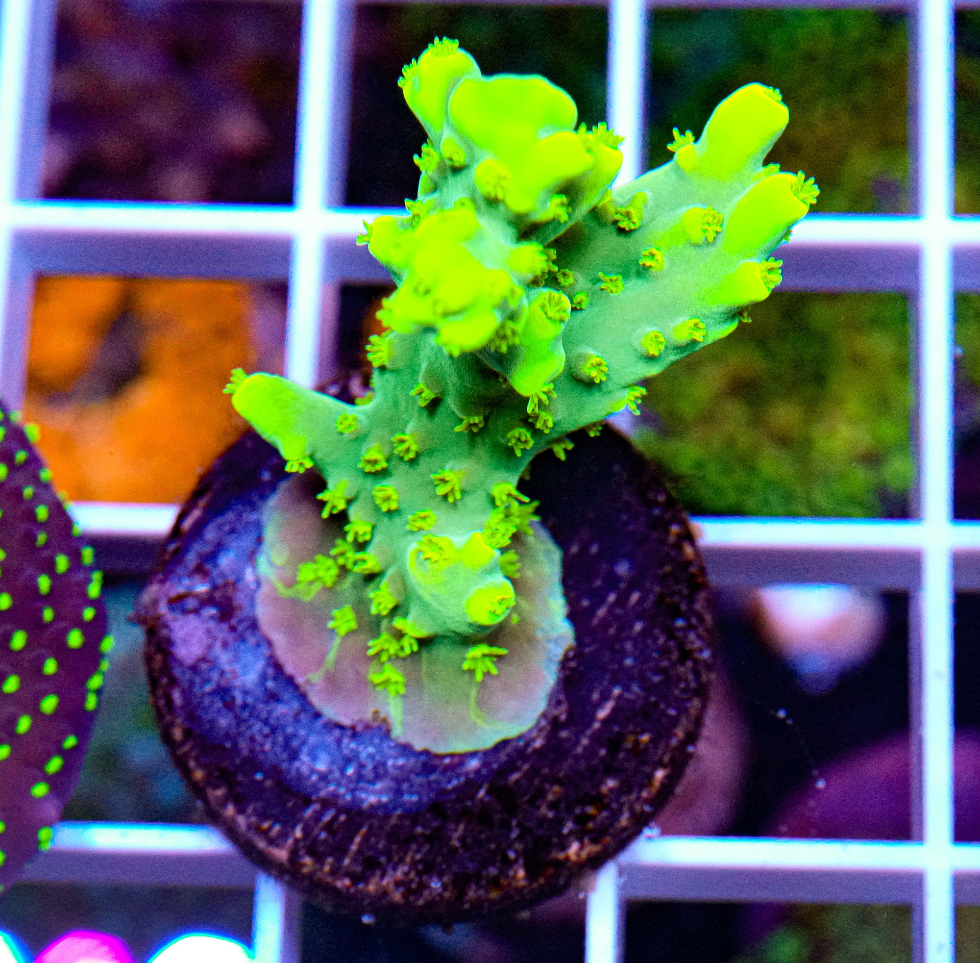 Highlighter Acropora