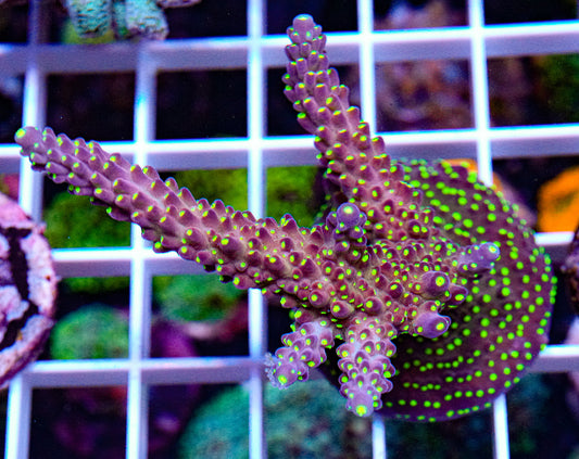 Bonsai Acropora