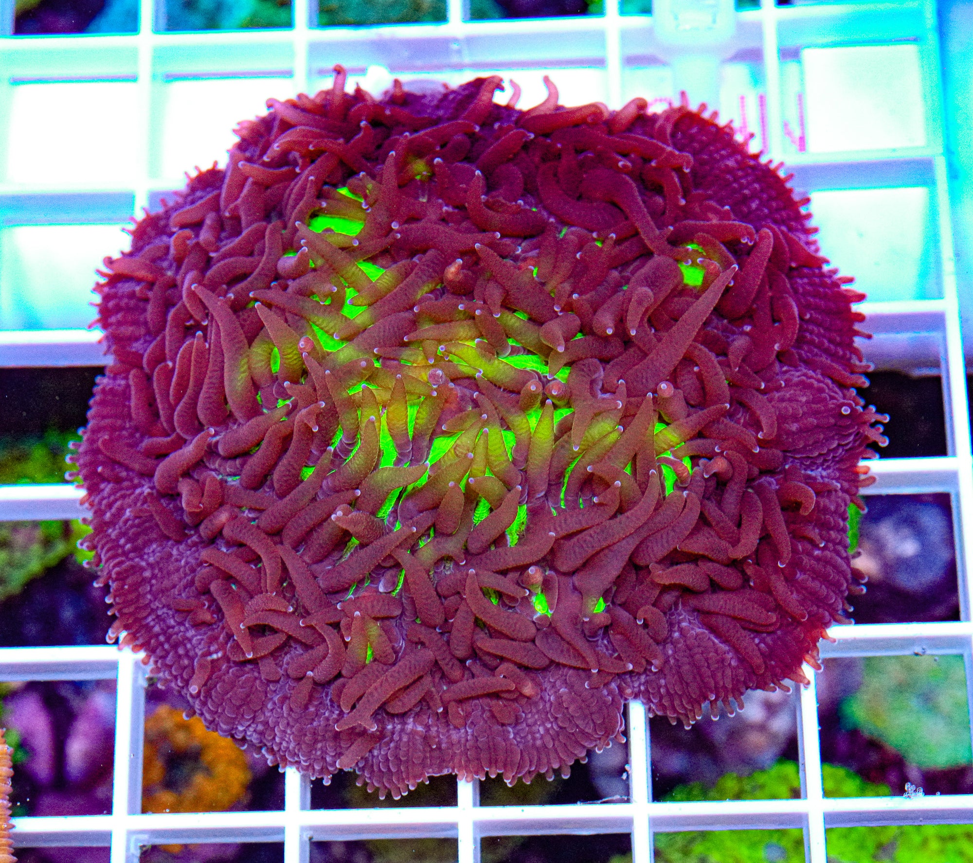 Extra Bushy Fungia