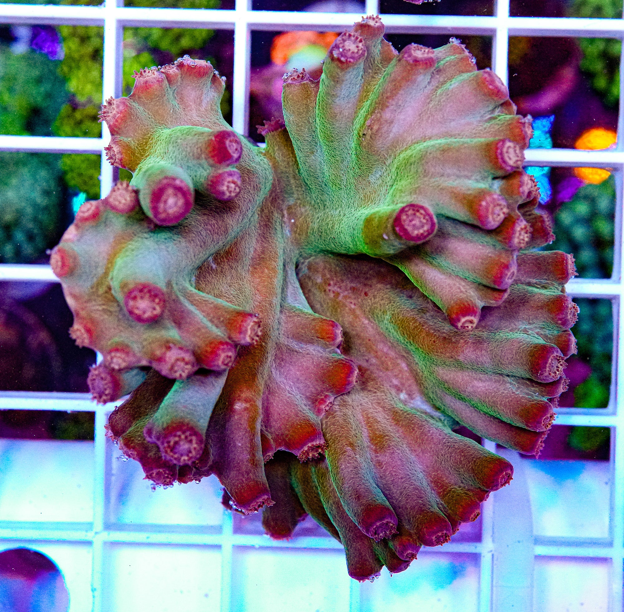 Hero Coral, Turbinaria heronensis